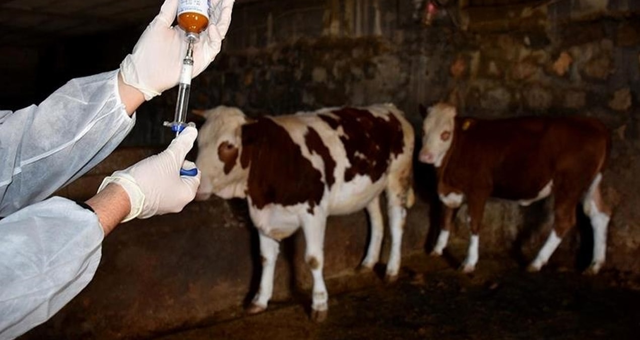 Bir şehir şap alarmına geçti