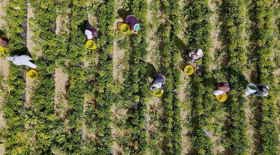 Çiftçilere destek ödemesi bugün yapılacak