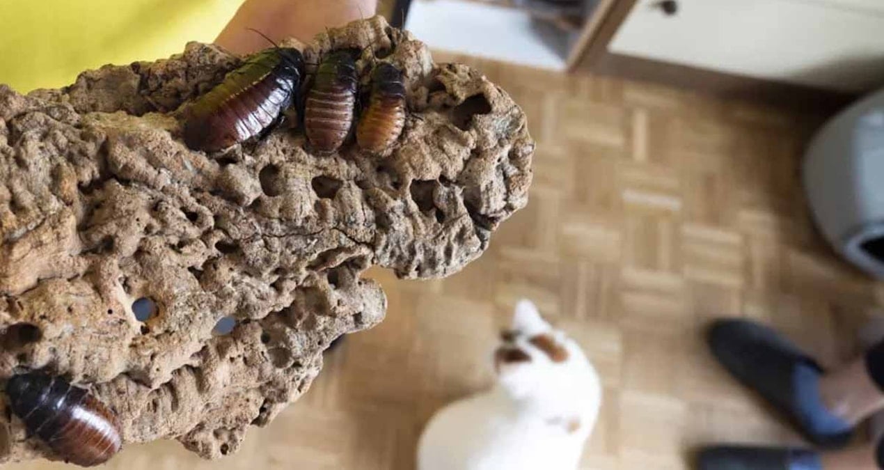 Sadece hamam böceğini öldürmek istemişti, denediği yöntem 1 kişiyi canından etti