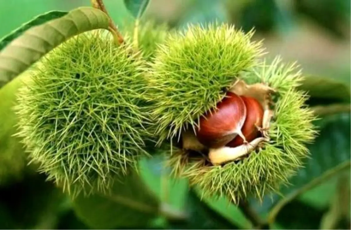 Düzce’de Kestane Bahçesi Projesi Başvuruları Başladı