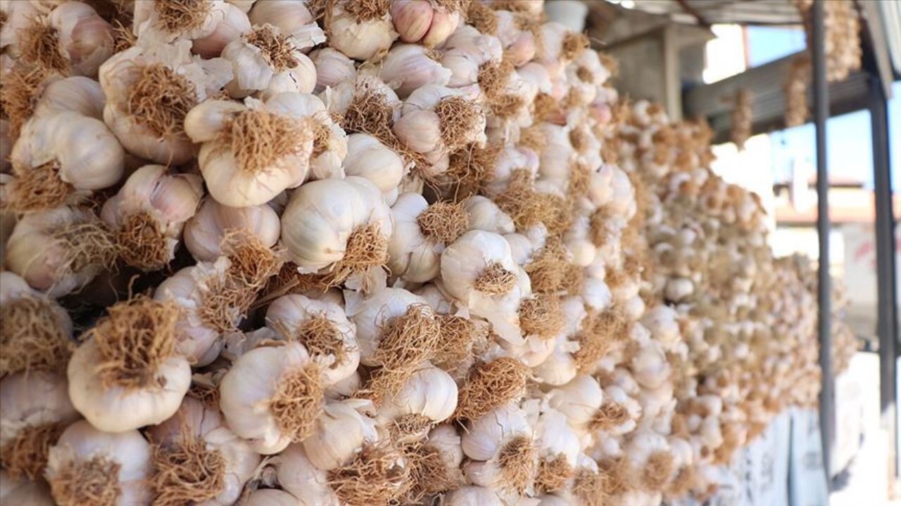 sarimsak yemek icin on neden ve taskopru sarimsaginin essiz yapisi rfTV9Ap9.webp