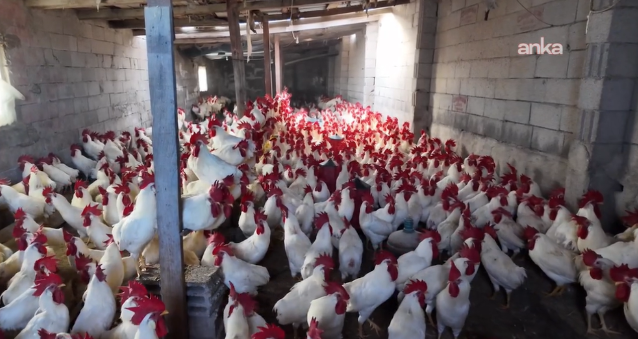 Emekli öğretmen hobi olarak başladı, gelir kapısına çevirdi