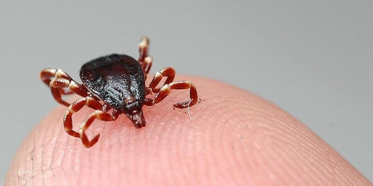 Türk bilim insanları kene aşısını buldu!