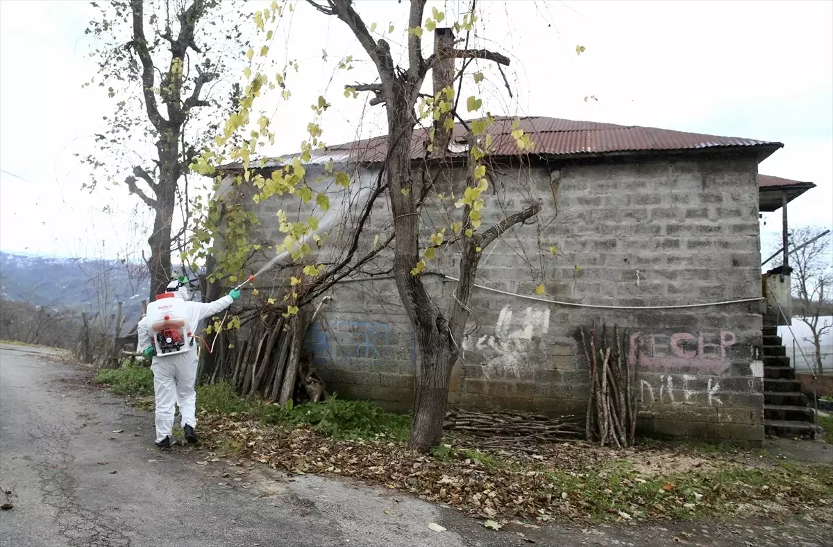 Giresun’da Kahverengi Kokarca ile Mücadele